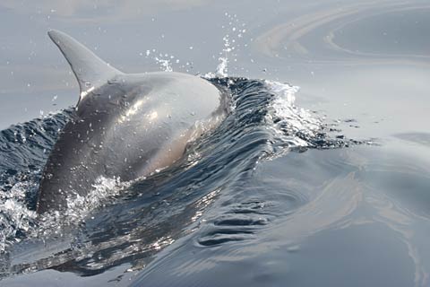 Dolphin speeding away