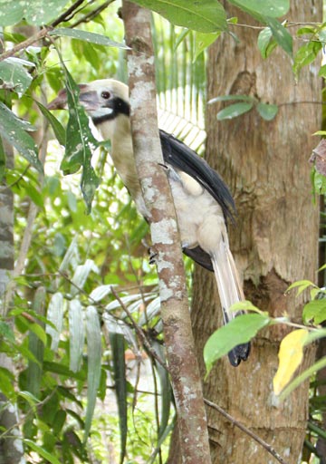 Philippine Tarictic Hornbill