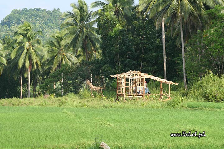 Ricefields