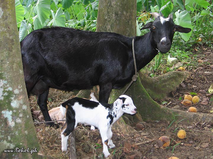 Kanding or Goat