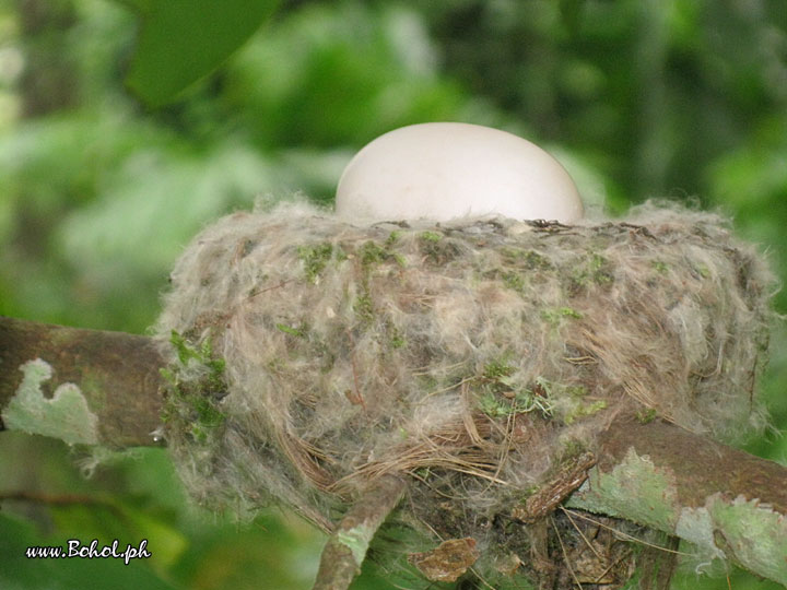 Philippine Frogmouth Nest