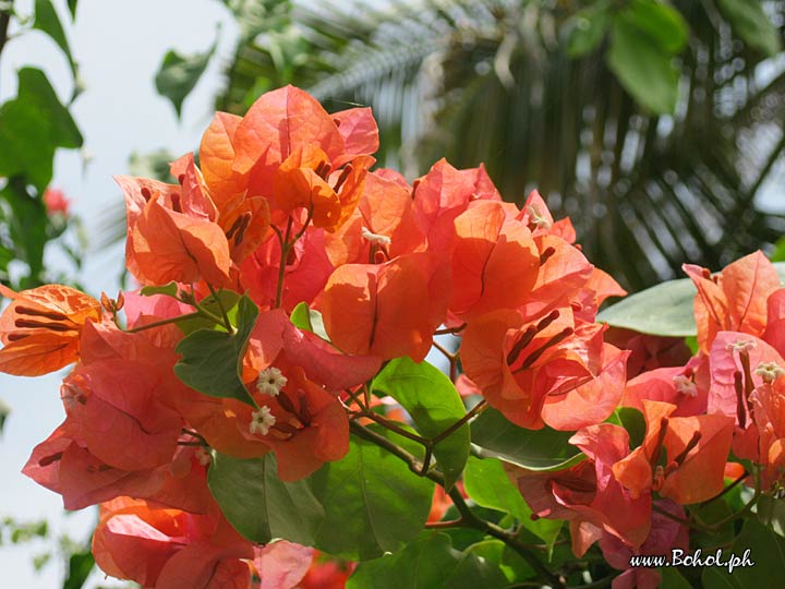Bougainvillea  Flowers