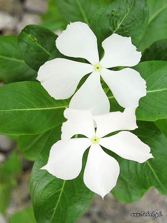 Catharanthus Roseus - White