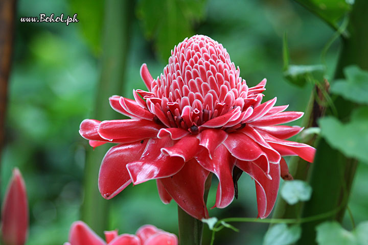 Red Ginger Lily
