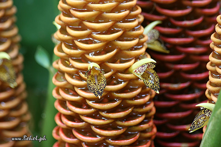 Beehive Ginger Flowers
