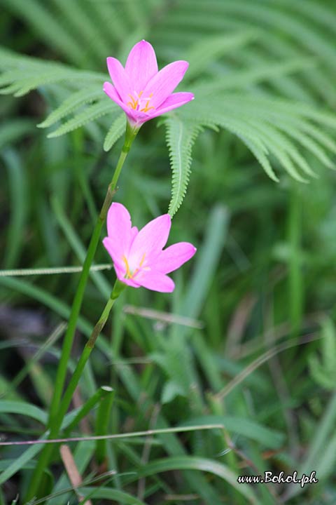 Pink Rain Lily  Flowers