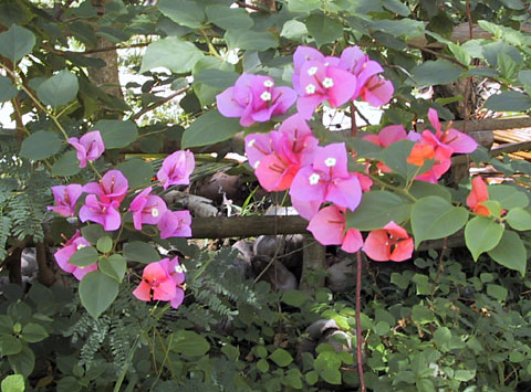 Bougainville Flowers