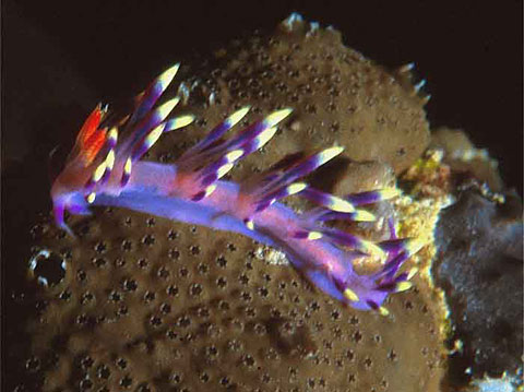 Nudibranch <i>Flabellina exoptata</i>