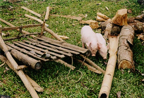 Pigs with Carabao Sledge