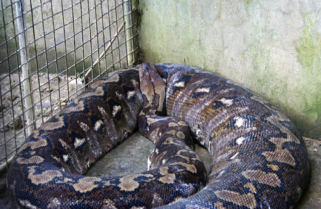 Large Python