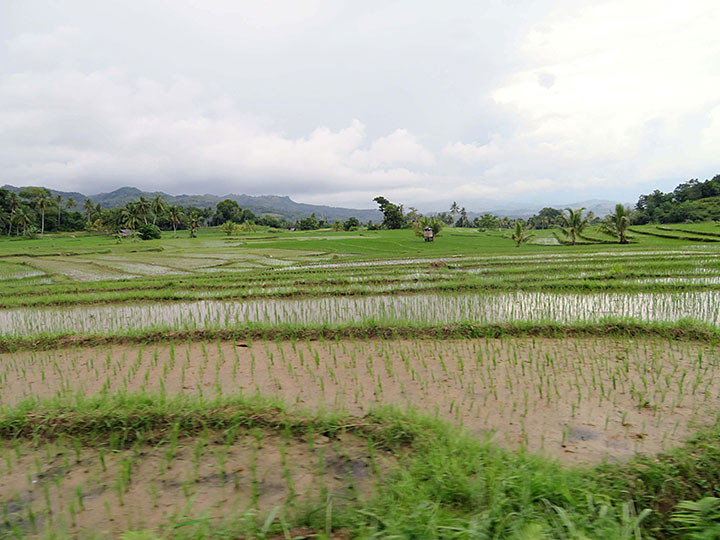 Cadapdapan Rice Terraces
