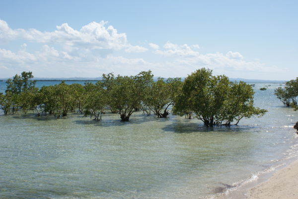 Mangrove near Beach