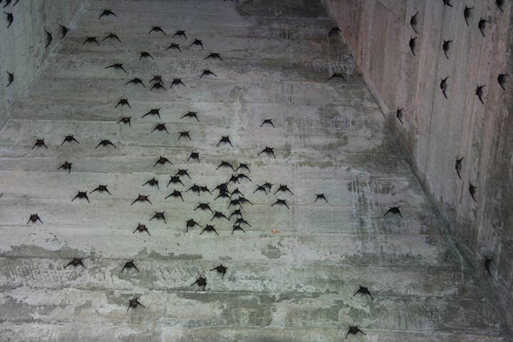 Calape Church Bats