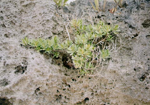 Plants on the Rocks
