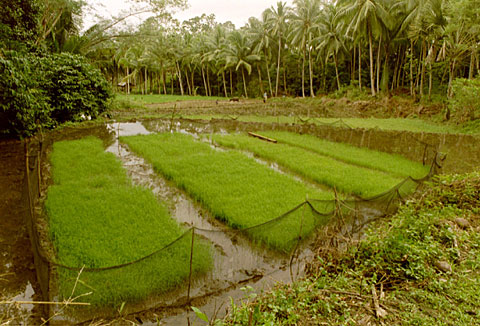 Young rice, ready to be planted