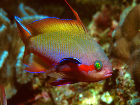 Red Cheeked Anthias (Male)