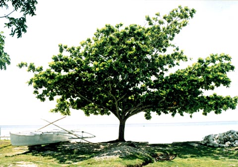 Beach-Tree