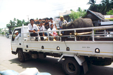 Truck with carabao